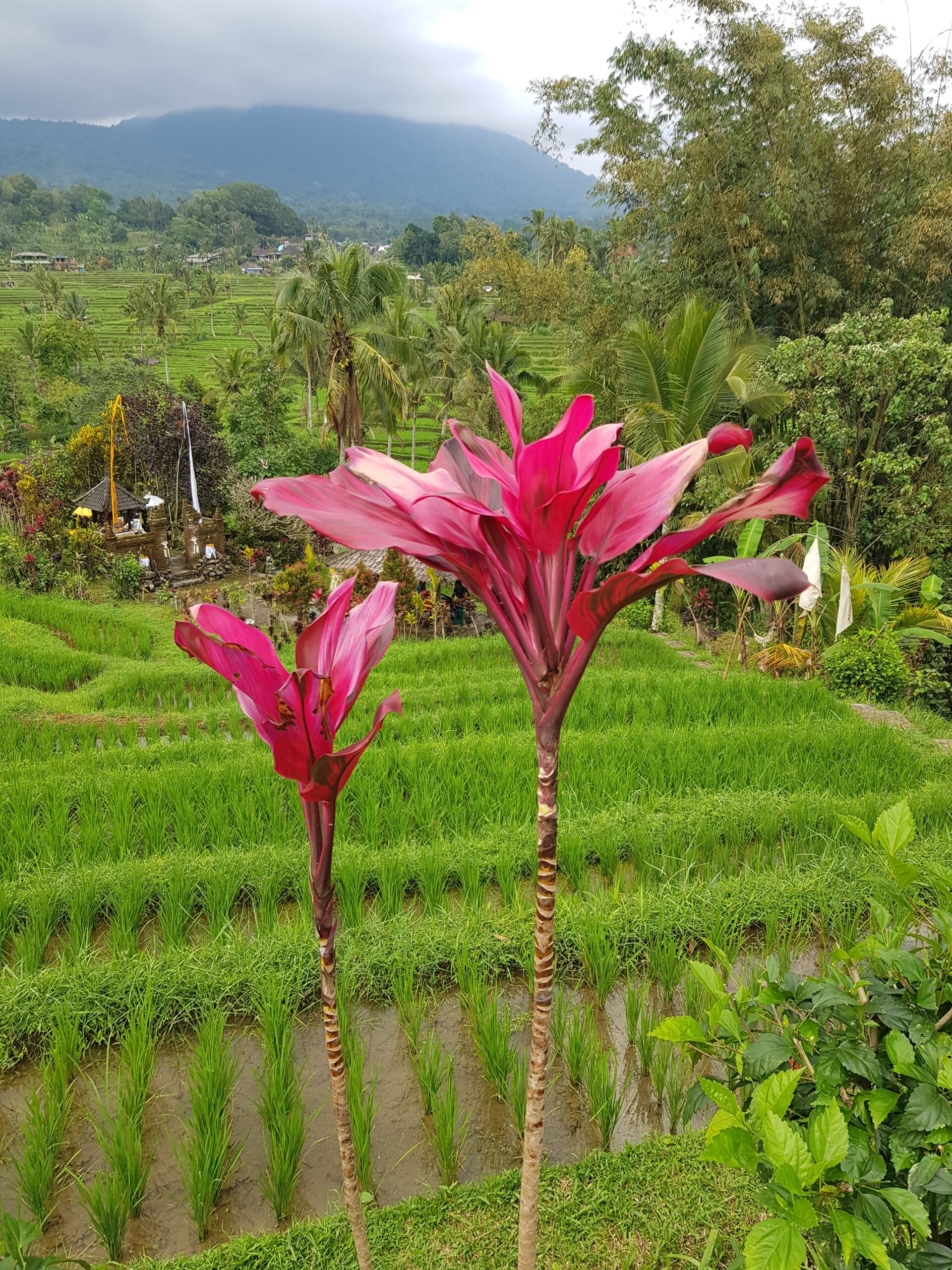 Rizières à Bali avec végétation tropicale et fleurs au premier plan